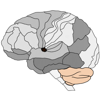 Cerebellum