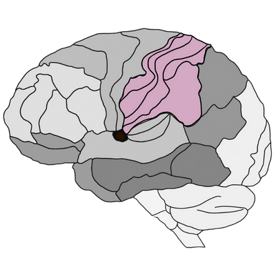 Sensory Integration